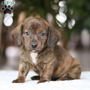 Little Smokie, Dachshund Puppy